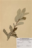 藏品(臺灣胡頹子)的圖片
